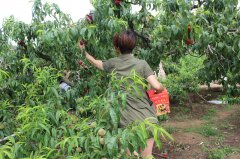 “蟠桃”盛會：你來采呀，我來吃（圖）